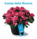 azalea-della-ricerca.jpg