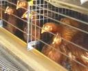 gabbia-galline.jpg