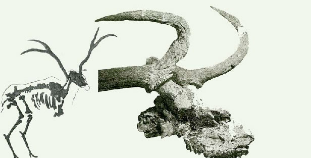 CAPENA Pseudodama eurygonos