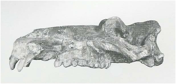 Roma Ponte Milvio (Hippopotamus amphibius)