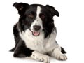 border-collie.jpg