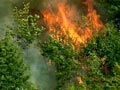 incendio-bosco.jpg