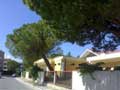 albero-pericolso.jpg