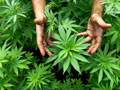 cannabis.jpg