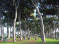 parco-pineto.jpg