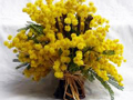 mimose.jpg