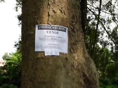albero2.jpg