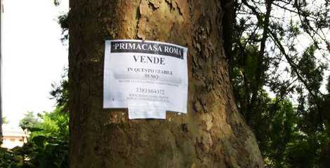 albero22.jpg