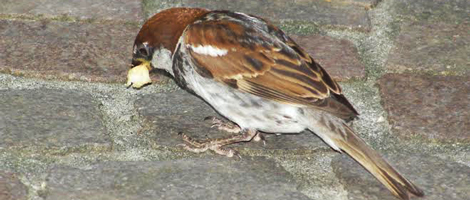 passero2.jpg