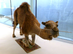 camel240.jpg
