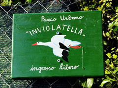 inviolatella240.jpg