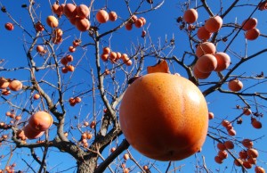 albero cachi