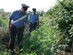 piantagione-carabinieri240.jpg