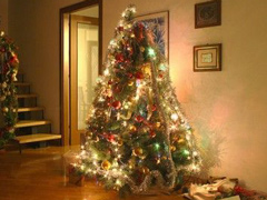 abete-di-natale.jpg