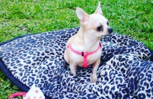 Camilluccia: ritrovata Lucrezia, la chihuahua rapita un mese fa lucrezia