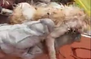 Piazza Jacini, gattino chiuso in una busta e buttato nei rifiuti micetto