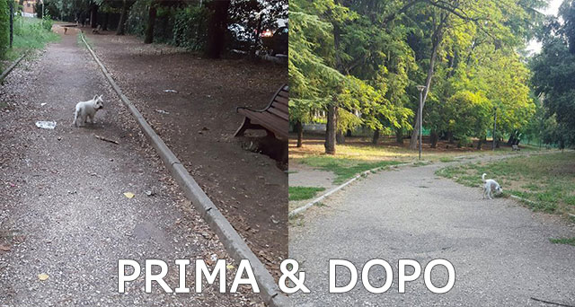 Area Cani Via dell'Alpnismo | Prima e dopo