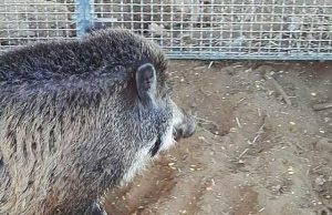 cinghiale-catturato