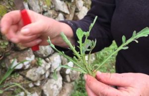 Alla ricerca consapevole di erbe nel Parco di Veio erbe-commestibili