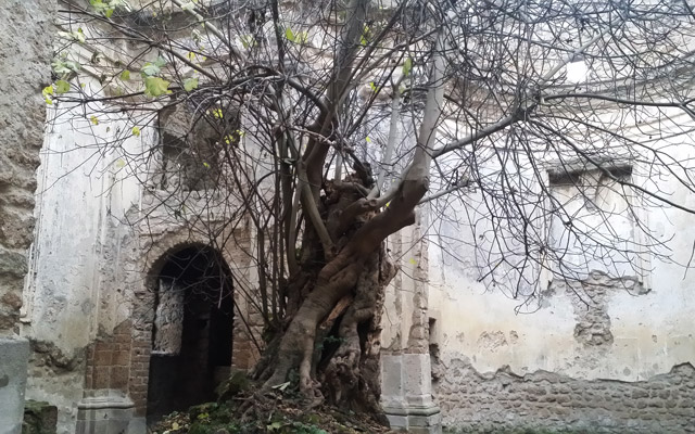 Monterano fico-nella-Chiesa-San-Bonaventura