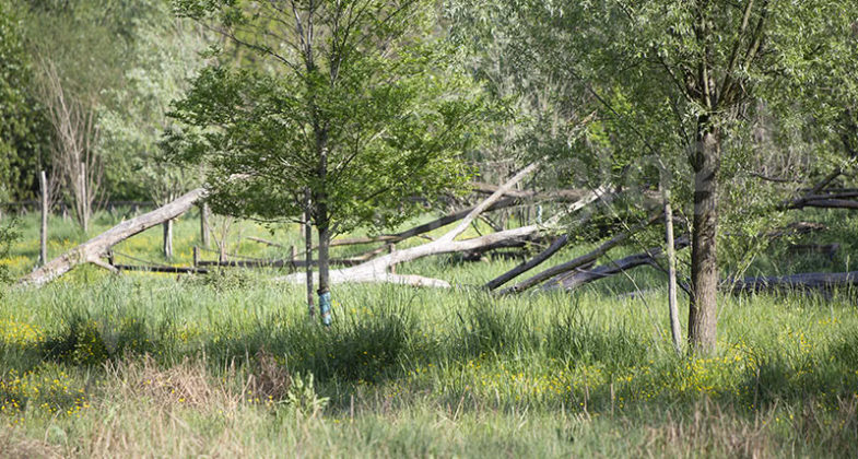 Parco Inviolatella Borghese Roma