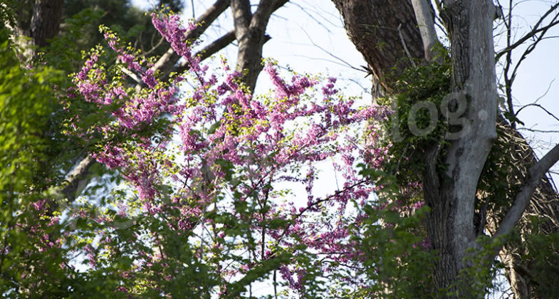 Parco Inviolatella Borghese Roma