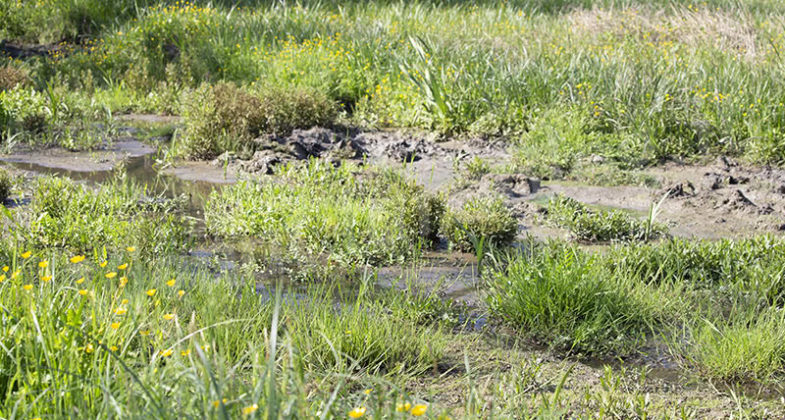 Parco Inviolatella Borghese Roma