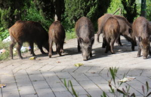 cinghiali Tomba di Nerone