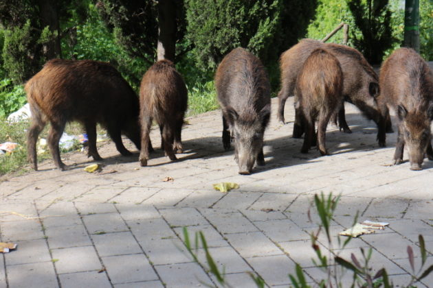 cinghiali Tomba di Nerone