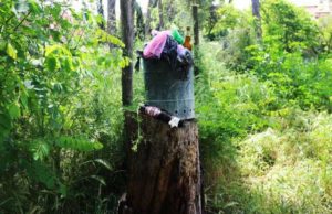 giardino tomba di nerone