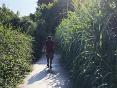 ciclabile ponte milvio