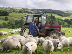 pecore-trattori