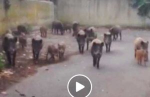 Venti cinghiali a spasso in via Panattoni cinghiali-panattoni