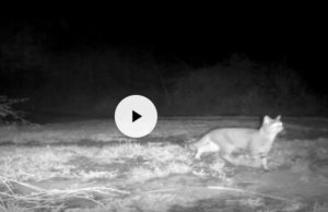 Parco di Veio: avvistato Gatto selvatico, una specie rara gatto selvatico