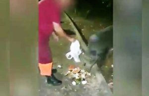 Nei guai i dipendenti AMA che sfamavano cinghiali cinghiali-ama
