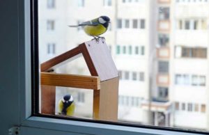 birdwatching-da-casa