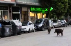 cinghiali a Vigna Clara