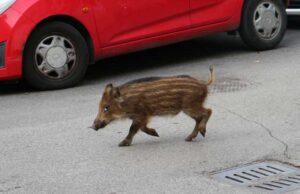 cucciolo-cinghiale