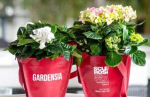 gardensia sclerosi multipla