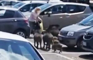 Affamati a quattro zampe a Le Rughe cinghiali-le-rughe