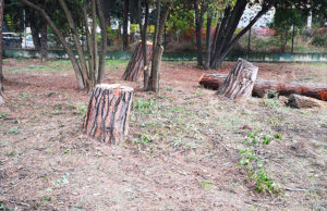 Alberi tagliati giardino via del Podismo