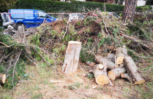 Alberi tagliati giardino via del Podismo