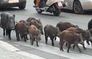 Stop (almeno si spera) ai cinghiali in libertà a Roma Nord cinghiali-in-città