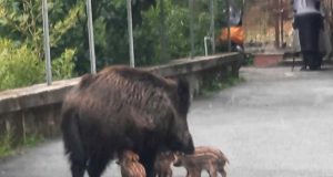 cinghiale-cuccioli.via-panattoni
