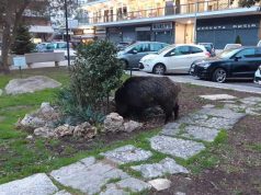 cinghiale-piazza-jacini