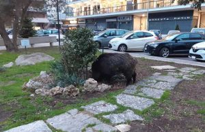 Vigna Clara, cinghiale in visita a piazza Jacini cinghiale-piazza-jacini