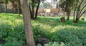 cinghiale-via-del-podismo