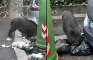 Niente cibo facile niente cinghiali cinghiale-in-liberta