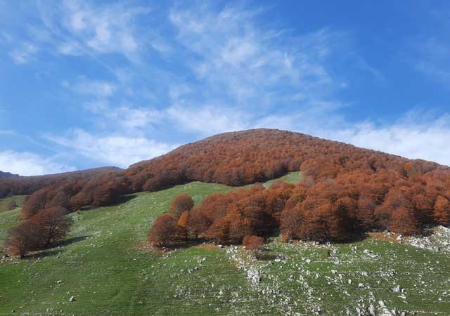 forca-d'acero forca-d'acero