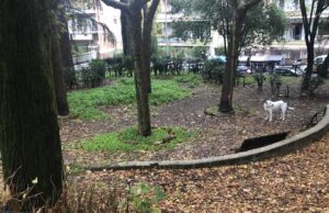 area-cani-san-godenzo